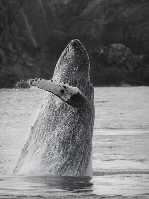 A whale breaches on a Seabourn luxury cruise to Alaska