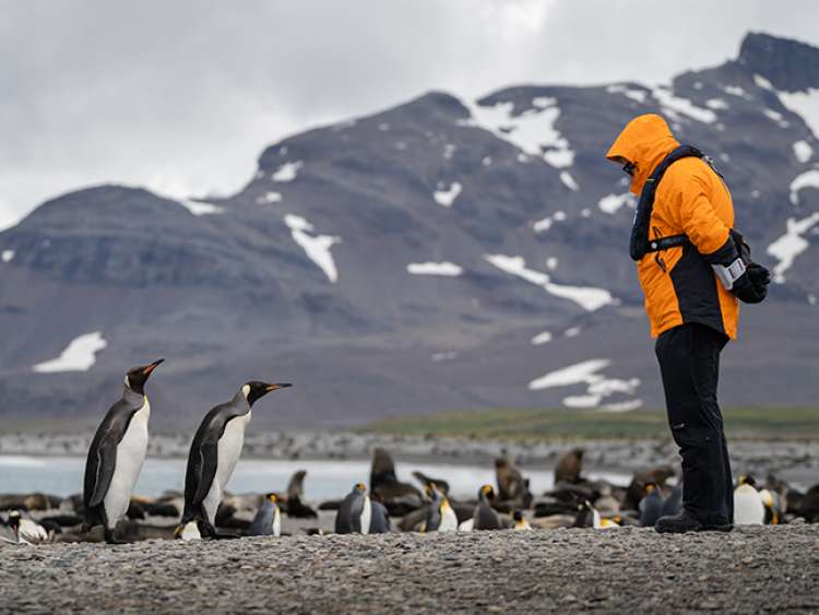 Go on a Seabourn expedition to Antarctica to see penguins, killer whales, humpback whales and albatross.