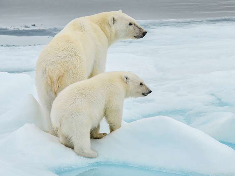 Go on a Seabourn Arctic Expedition voyage to see polar bears, arctic foxes, narwhal and more wildlife.