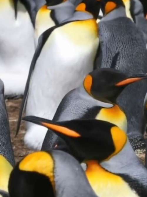 A penguin colony in Antarctica