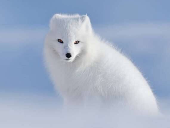 White Arctic Fox seen in Svalbard, Norway, during an all-inclusive, luxury Seabourn expedition cruise.