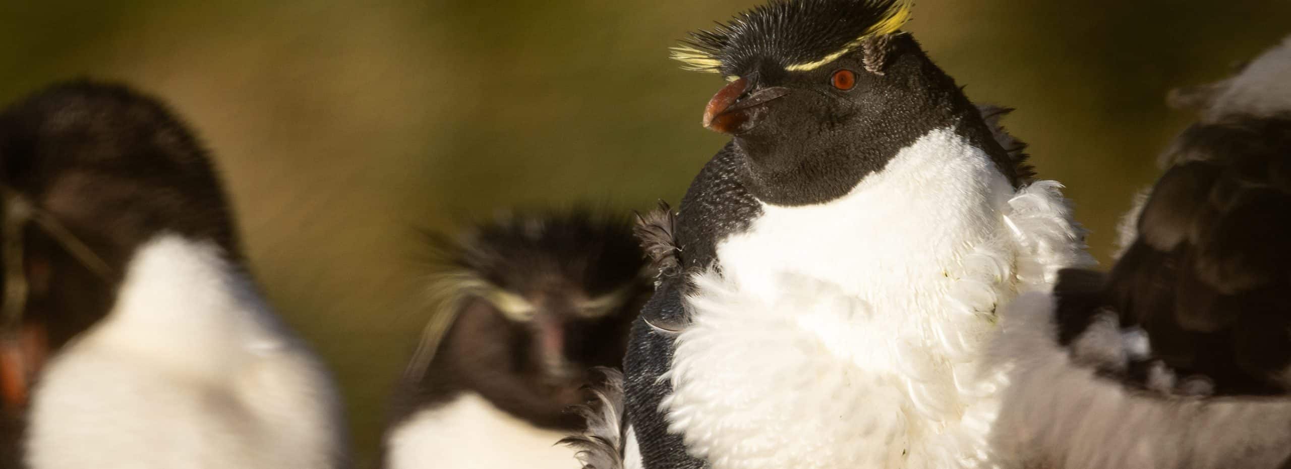 The SBN Falkland Island Experience (day 3)