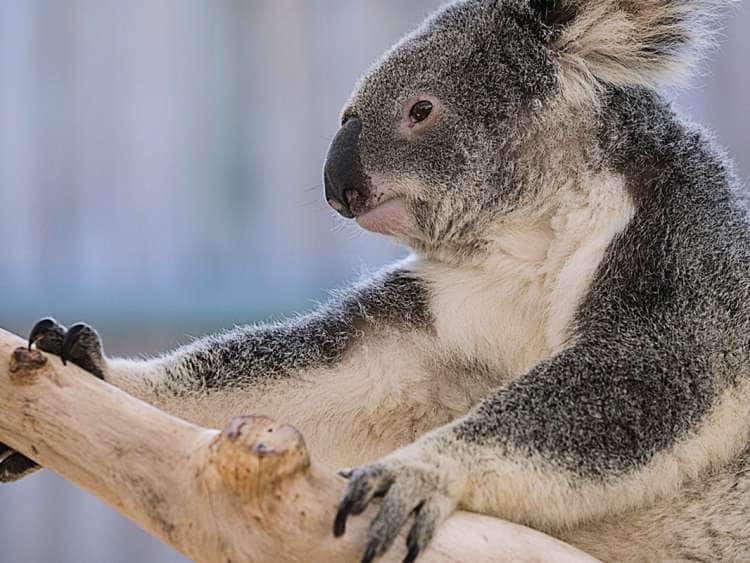 AUSTRALIA-Queensland-Brisbane Area (Fig Tree Pocket): Lone Pine Koala Sanctuary- Koala (phascolarctos cinereus)