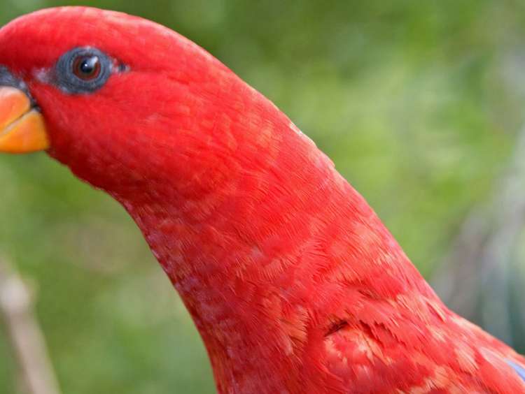 Australia, Northern Territory, Darwin, tropical bird