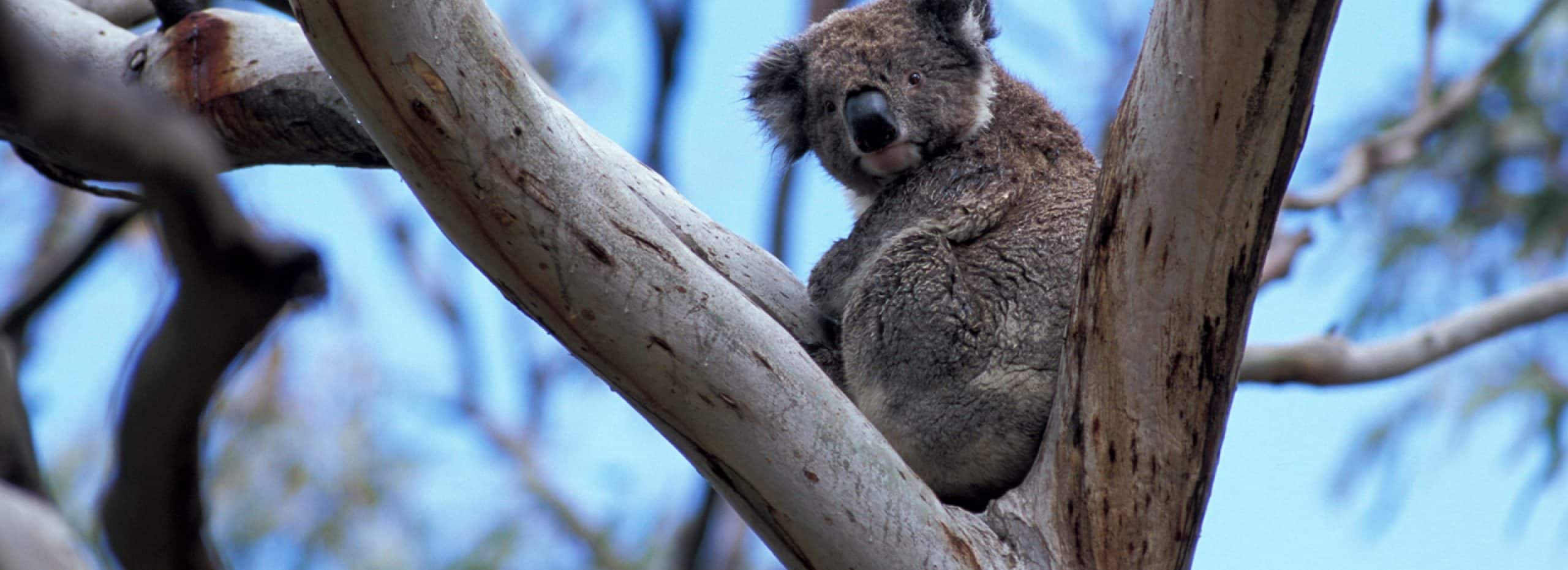 Eden, New South Wales, Australia
