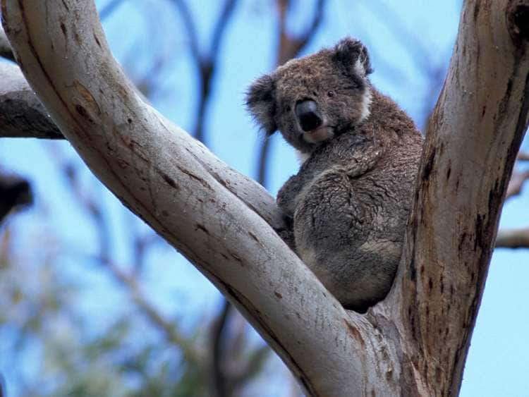 Koala, Phascolarctos cinereus, Otway Natl. Park, Great Ocean Road, Victoria, Australia