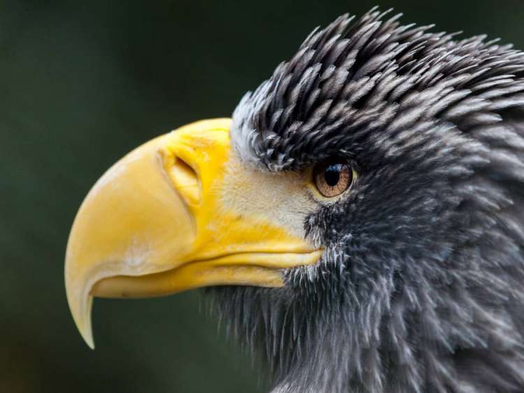 Close-up view of a Stellar's sea eagle on Utashud Island, Russia, a port visited on an all-inclusive, luxury expedition Seabourn cruise.