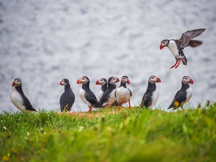 A row of puffins near the shoreline in Grimsey, Iceland, a port visited on an all-inclusive, luxury Seabourn cruise.