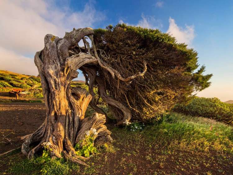 Gnarled juniper tree shaped by the wind at El Sabinar Juniper Forest Nature Reserve on the island of El Hierro.  The island's port of Puerto de la Estaca is visited on an all-inclusive, luxury Seabourn cruise.