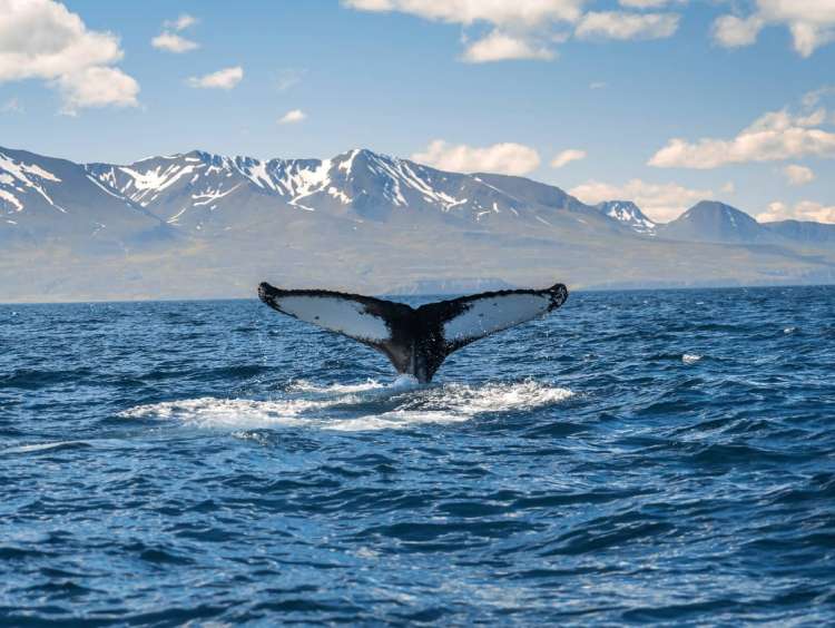 A whale's tail seen in waters off Husavik, Iceland,, a port visited on a luxury, all-inclusive, Seabourn cruise.