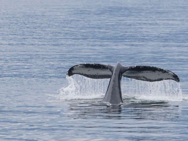 Whale watching on an all-inclusive Alaska cruise