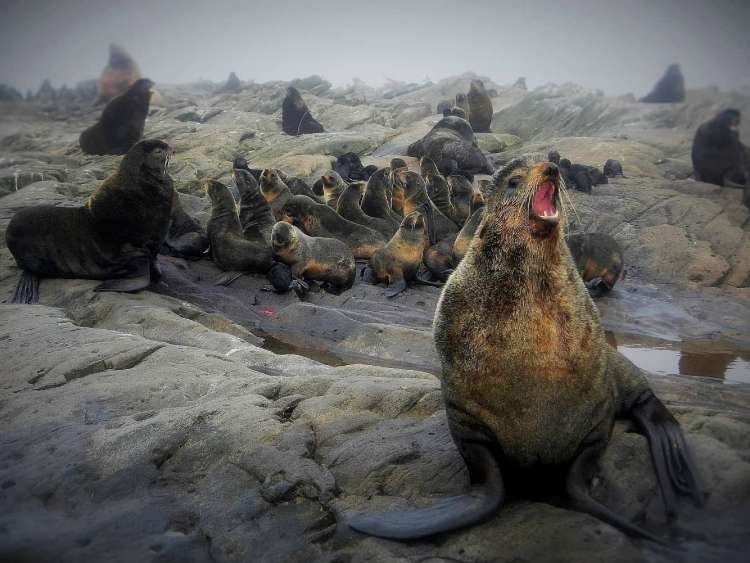 Northern fur seals in the Lovyshki Islands, Russia, a port visited on an all-inclusive, luxury expedition Seabourn cruise.