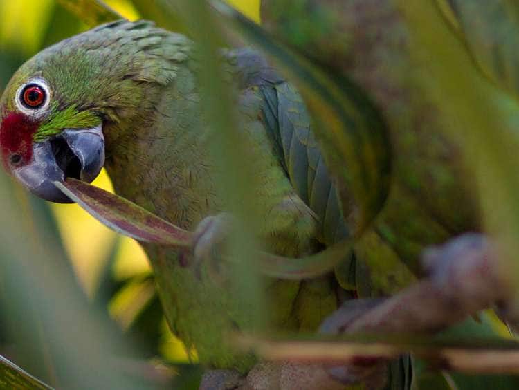 A parrot in the Amazon Basin, near Manaus, Brazil eating a leaf seen while on a Seabourn South America luxury cruise