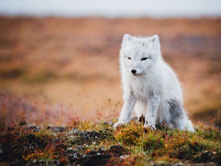 Arctic fox seen on the permafrost of the New Siberian Islands, a port visited on an all-inclusive, luxury expedition Seabourn cruise.