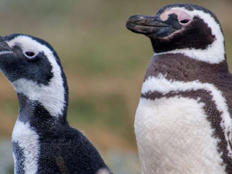 Magellanic, Penguin, Spheniscus magellanicus, Otway Sound, near Punta Arenas, Magallanes, Patagonia, Chile