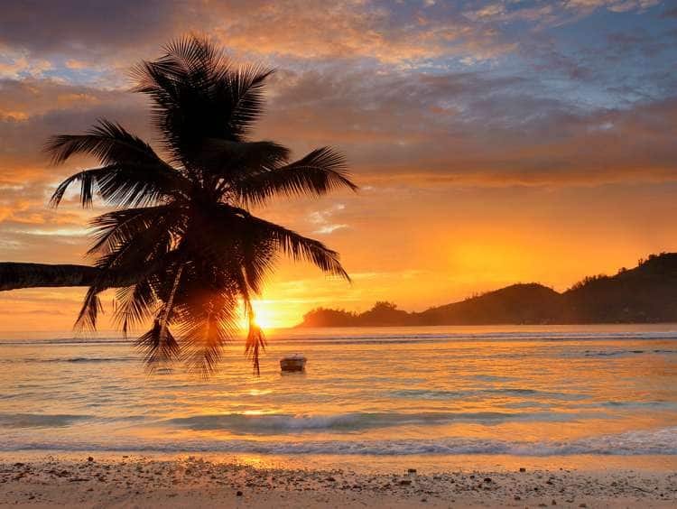 Seychelles, Mahe island, West Coast, Palm Tree on the Beach of Baie Lazare
