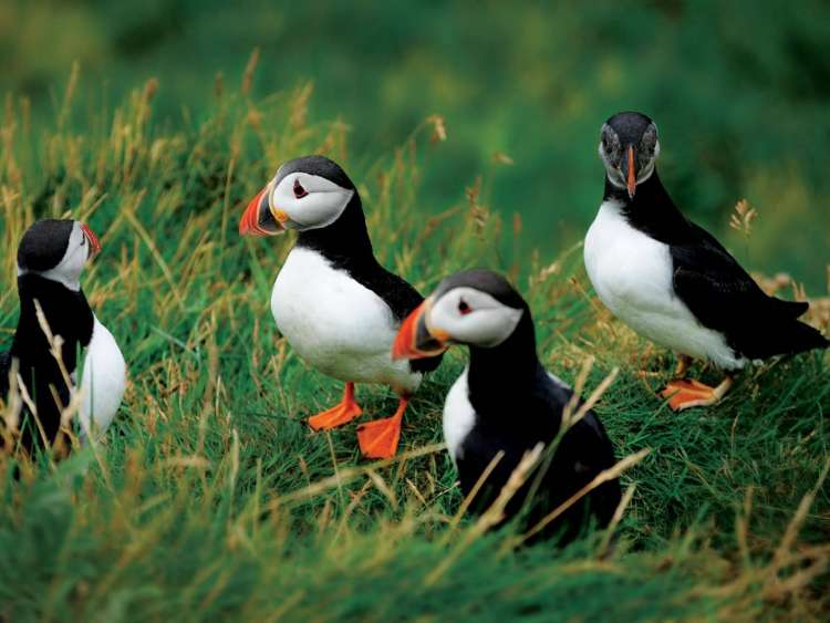 Puffins are a frequent sight on Storstappen Island, one of the ports on an all-inclusive, Seabourn luxury cruise.