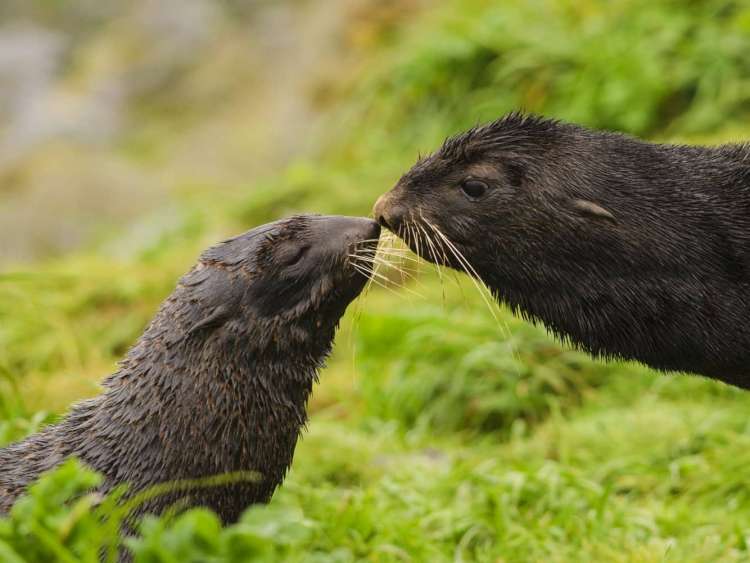 Two northern fur seals touch noses in Saint Paul, Alaska, a port visited on an all-inclusive, luxury expedition Seabourn cruise.