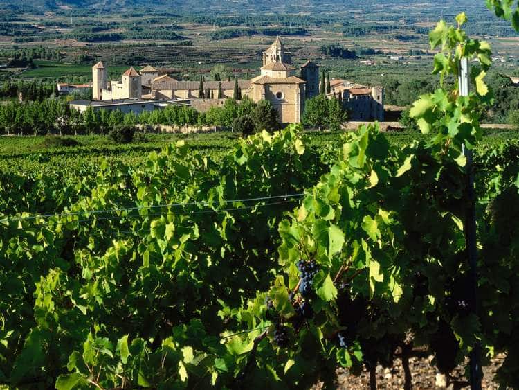 Vine in front of the Cistercian monastery Santa Maria de Poblet, Tarragona, Spain