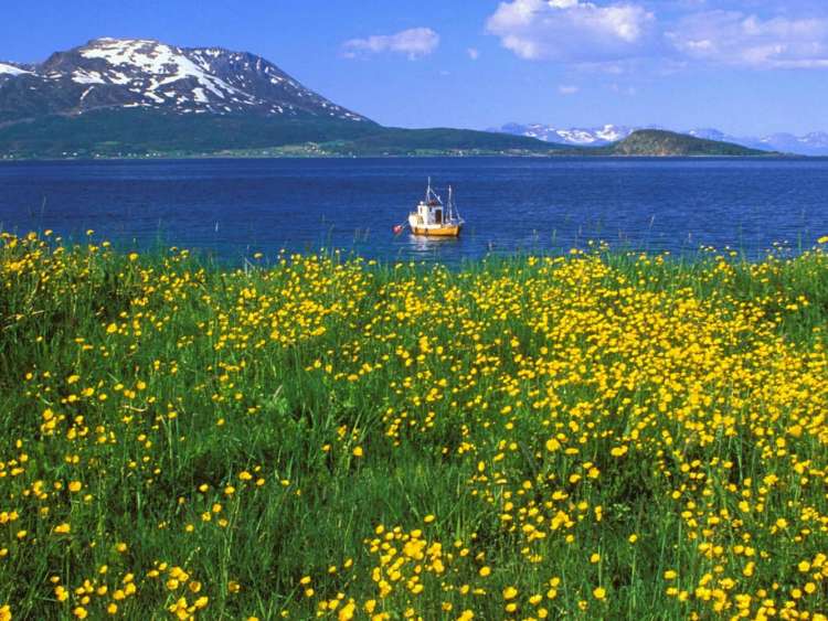 A summer scene of wildflowers and blue sky in Tromsø, Norway, a port visited on an all-inclusive, Seabourn luxury cruises.