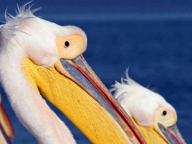 . Namibia, Erongo, Walvis Bay, Pelicans