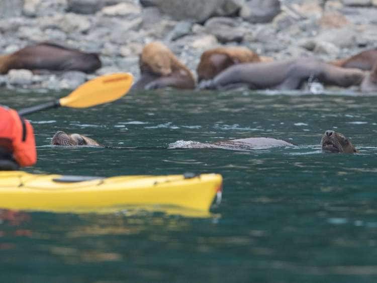 A picture of a kayaker paddling through a group of sealions on a Seabourn Alaska expedition