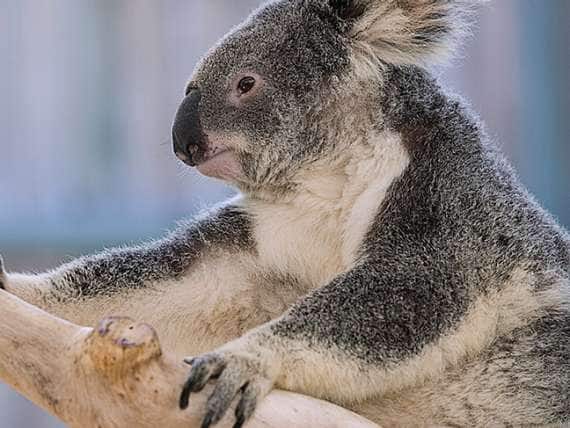 AUSTRALIA-Queensland-Brisbane Area (Fig Tree Pocket): Lone Pine Koala Sanctuary- Koala (phascolarctos cinereus)