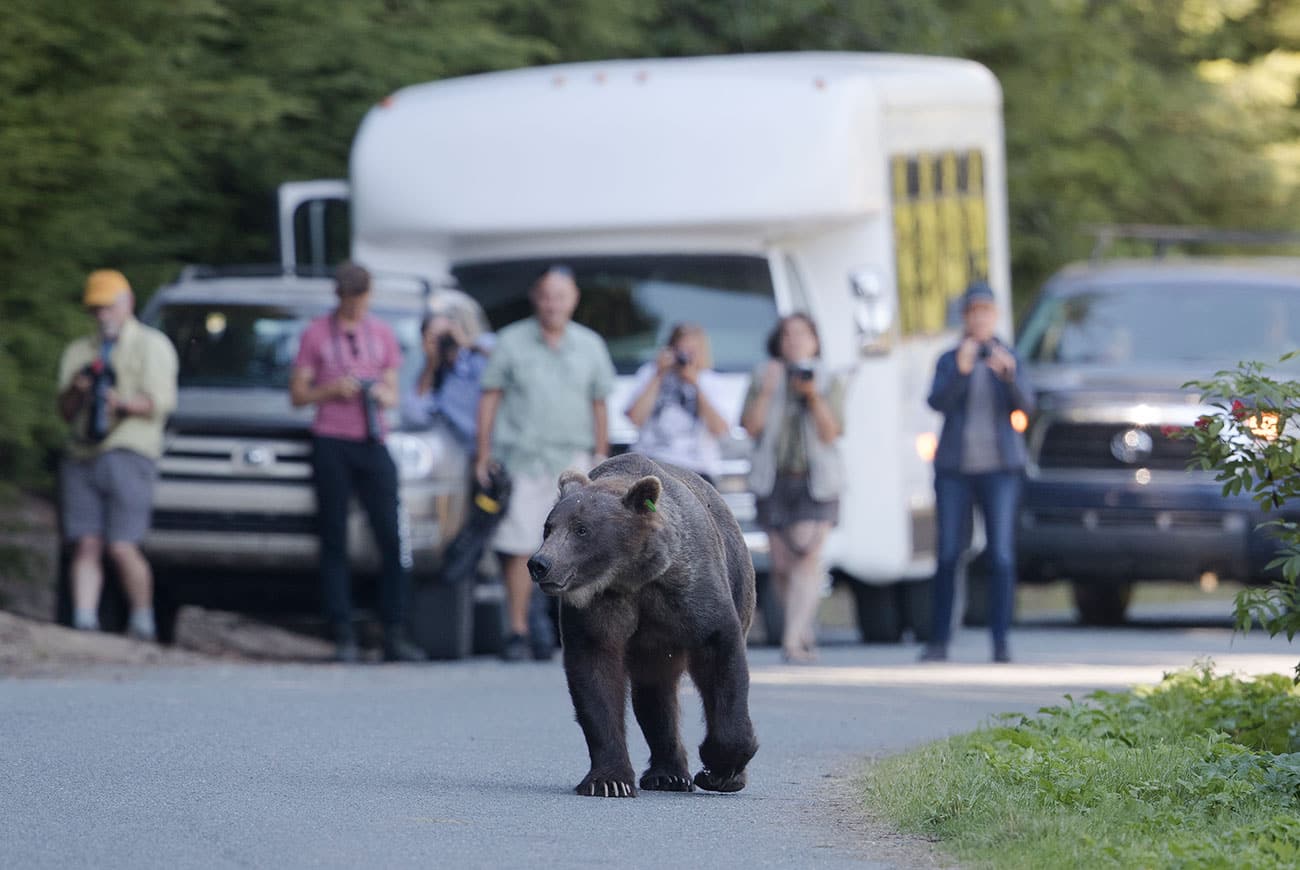 Brown Bear and Guests - Chilkoot River (near Haines), Alaska