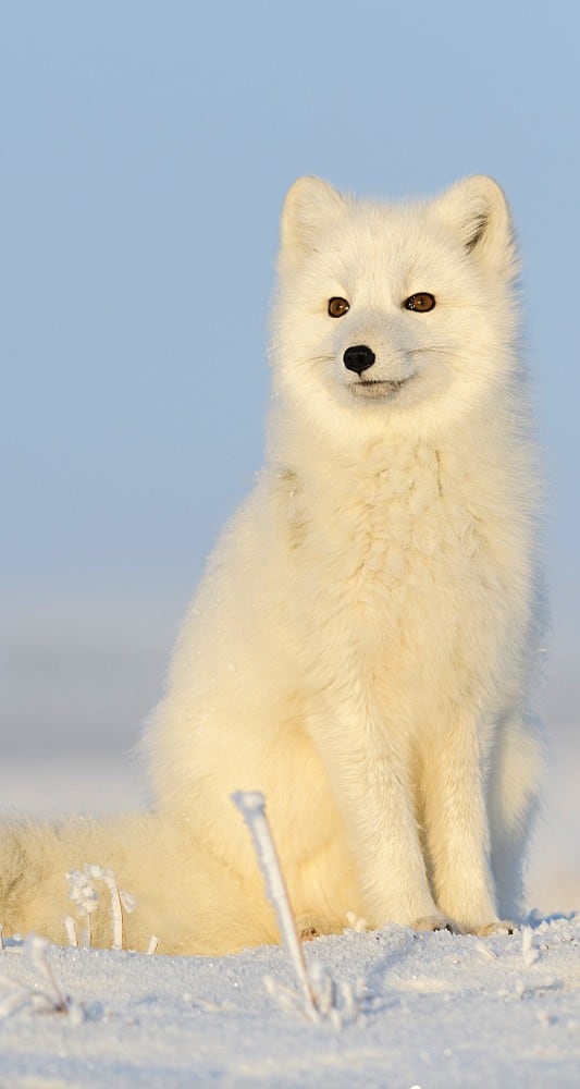 Polarfuchs auf der Tundra Alaskas