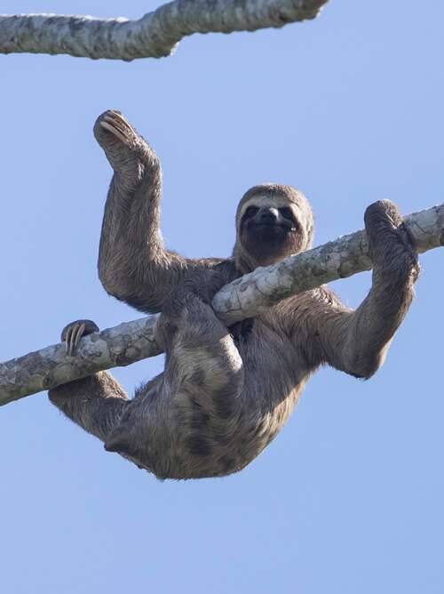 A sloth on a Seabourn Expedition Cruise to the Amazon