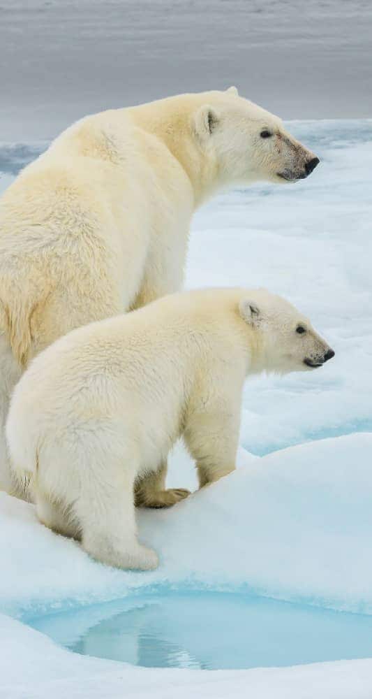 Die Sichtung von Eisbären zählt zu den aufregendsten Entdeckungsmöglichkeiten einer luxuriösen All-inclusive-Expeditionskreuzfahrt entlang der Nordostpassage.