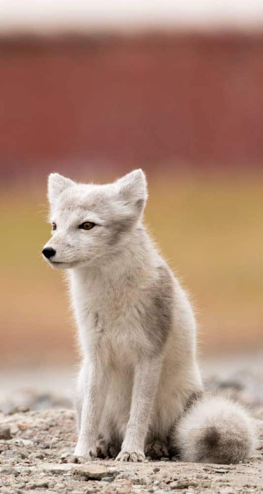 Arctic fox, a common sight on all-inclusive, luxury expedition cruises on Seabourn.