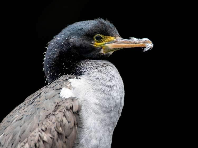 Pitt Shag (Phalacrocorax featherstoni), also known as the Pitt Island shag or Featherstone's shag, at the Chatham Islands, New Zealand. Portrait of an immature bird.