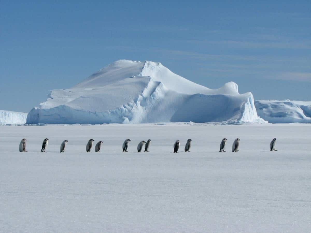 penguins seen walking on ice