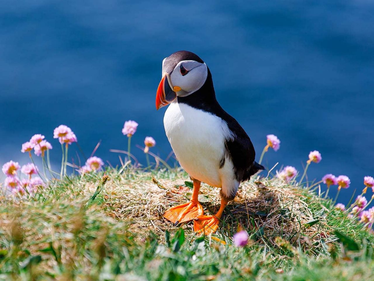 Lunga, Treshnish Isles, Scotland, UK