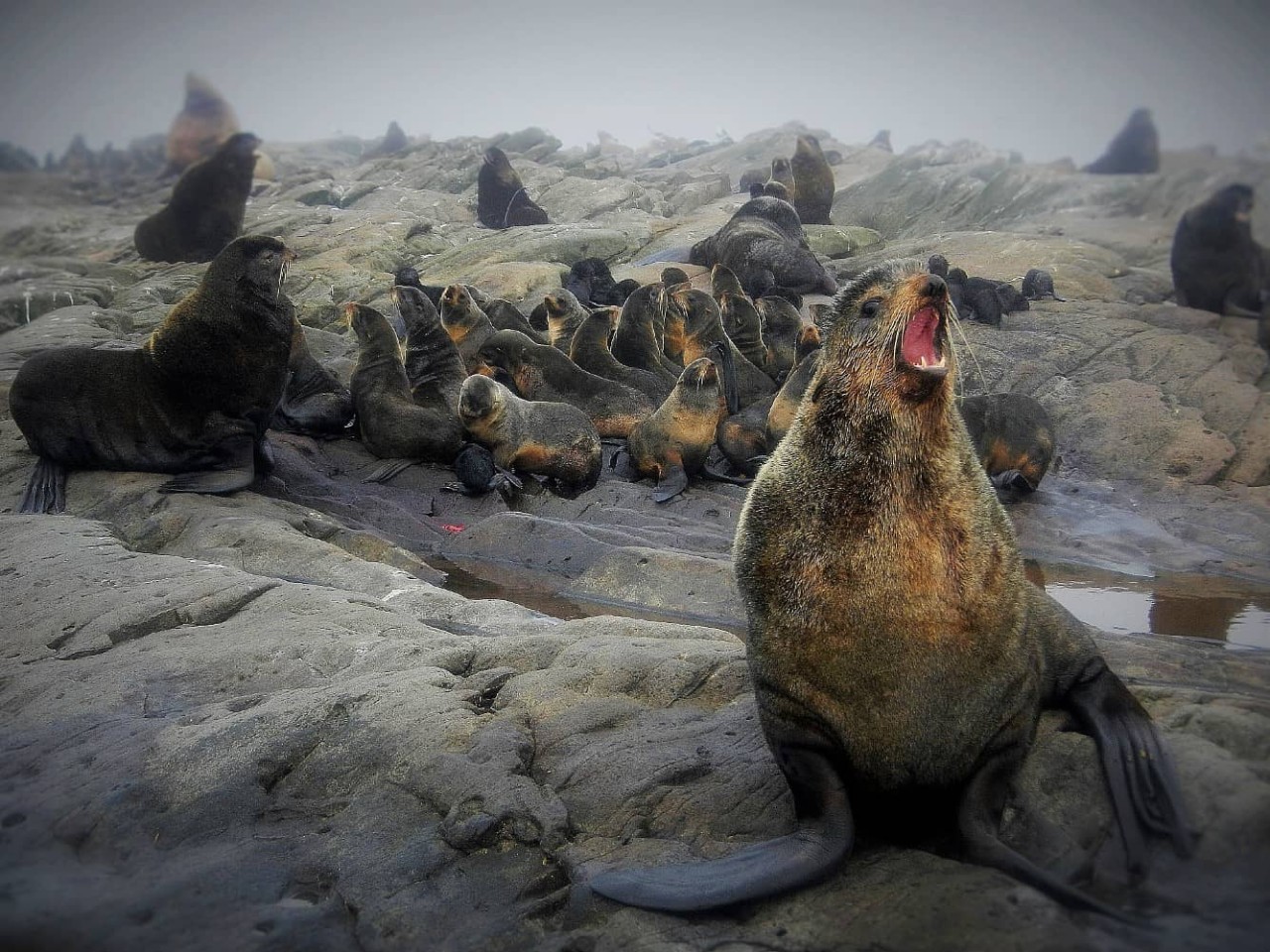 Northern fur seals in the Lovyshki Islands, Russia, a port visited on an all-inclusive, luxury expedition Seabourn cruise. 