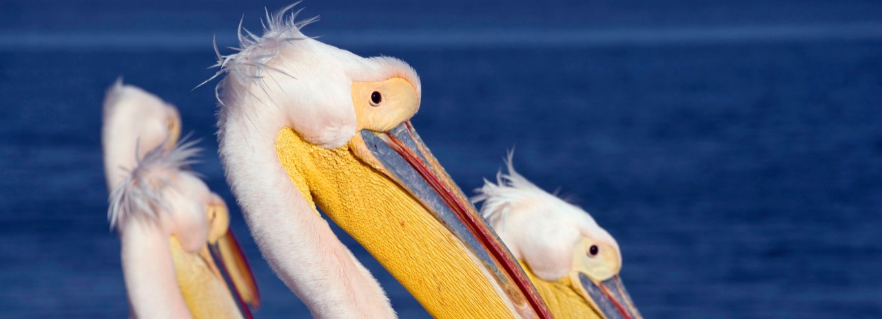 . Namibia, Erongo, Walvis Bay, Pelicans