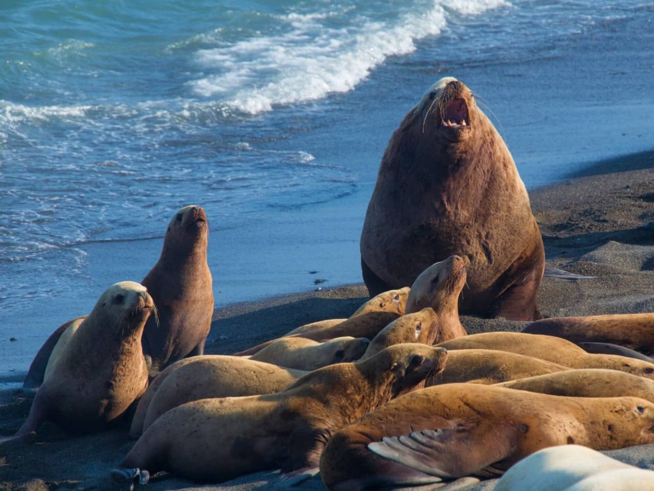 Northern fur seals on the shore of Tyuleniy Island, Russia, a port visited on an all-inclusive, luxury expedition Seabourn cruise. 