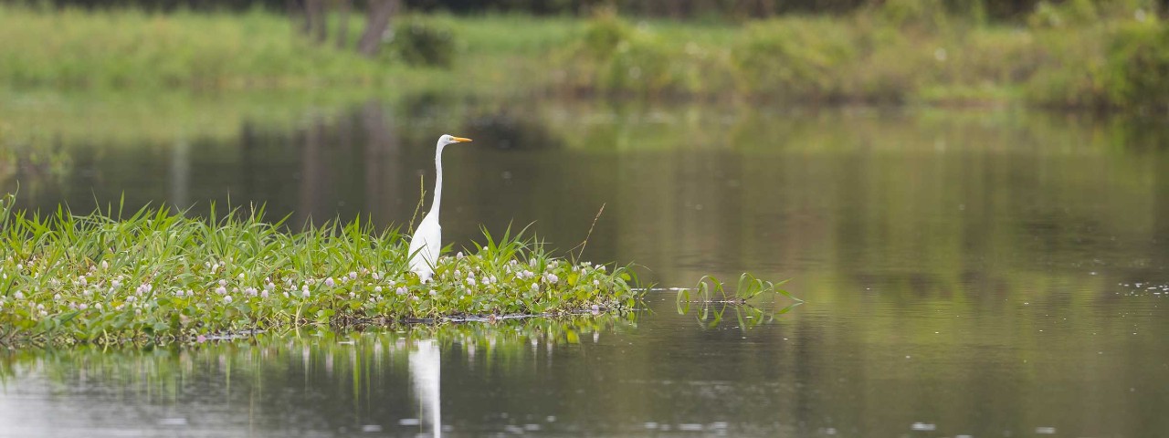 Wildlife, Heron, Manaus, Amazon