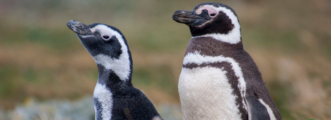 Magellanic, Penguin, Spheniscus magellanicus, Otway Sound, near Punta Arenas, Magallanes, Patagonia, Chile