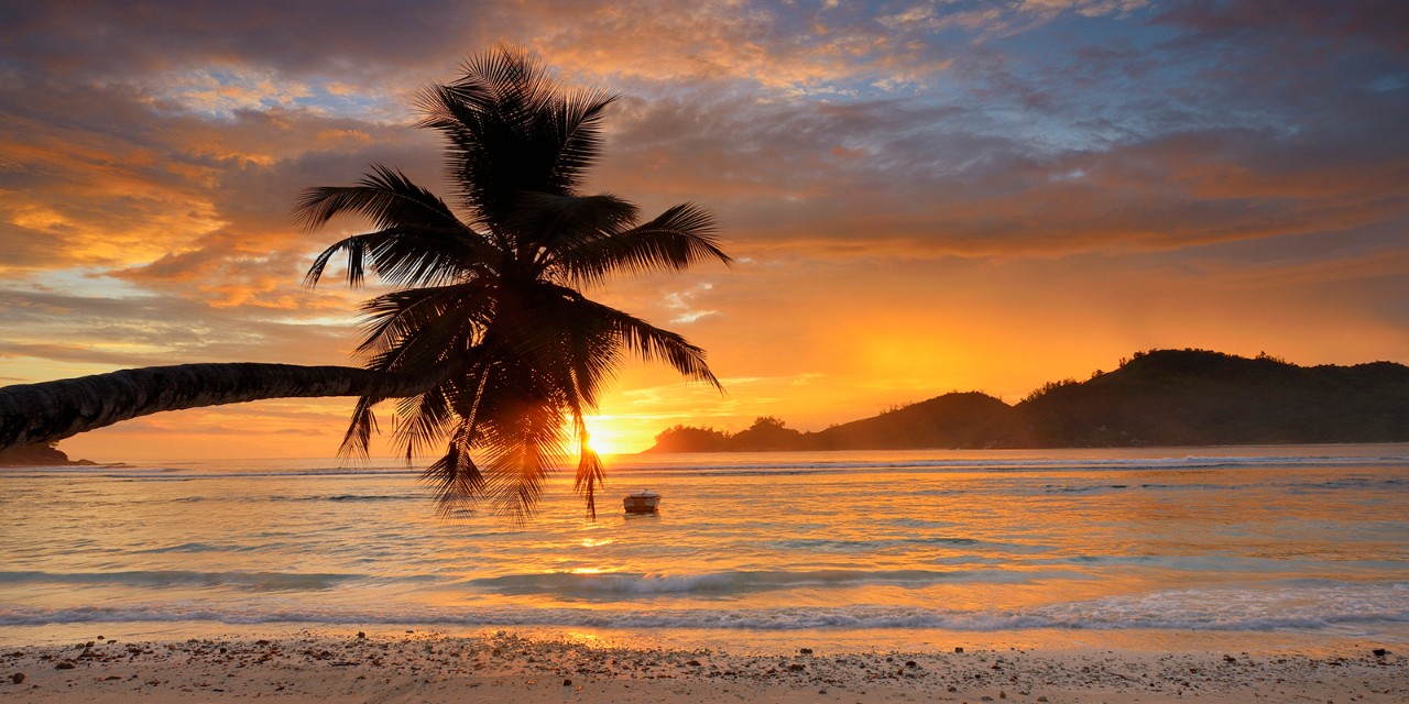 Seychelles, Mahe island, West Coast, Palm Tree on the Beach of Baie Lazare