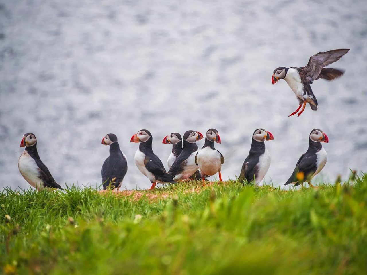 A row of puffins near the shoreline in Grimsey, Iceland, a port visited on an all-inclusive, luxury Seabourn cruise. 