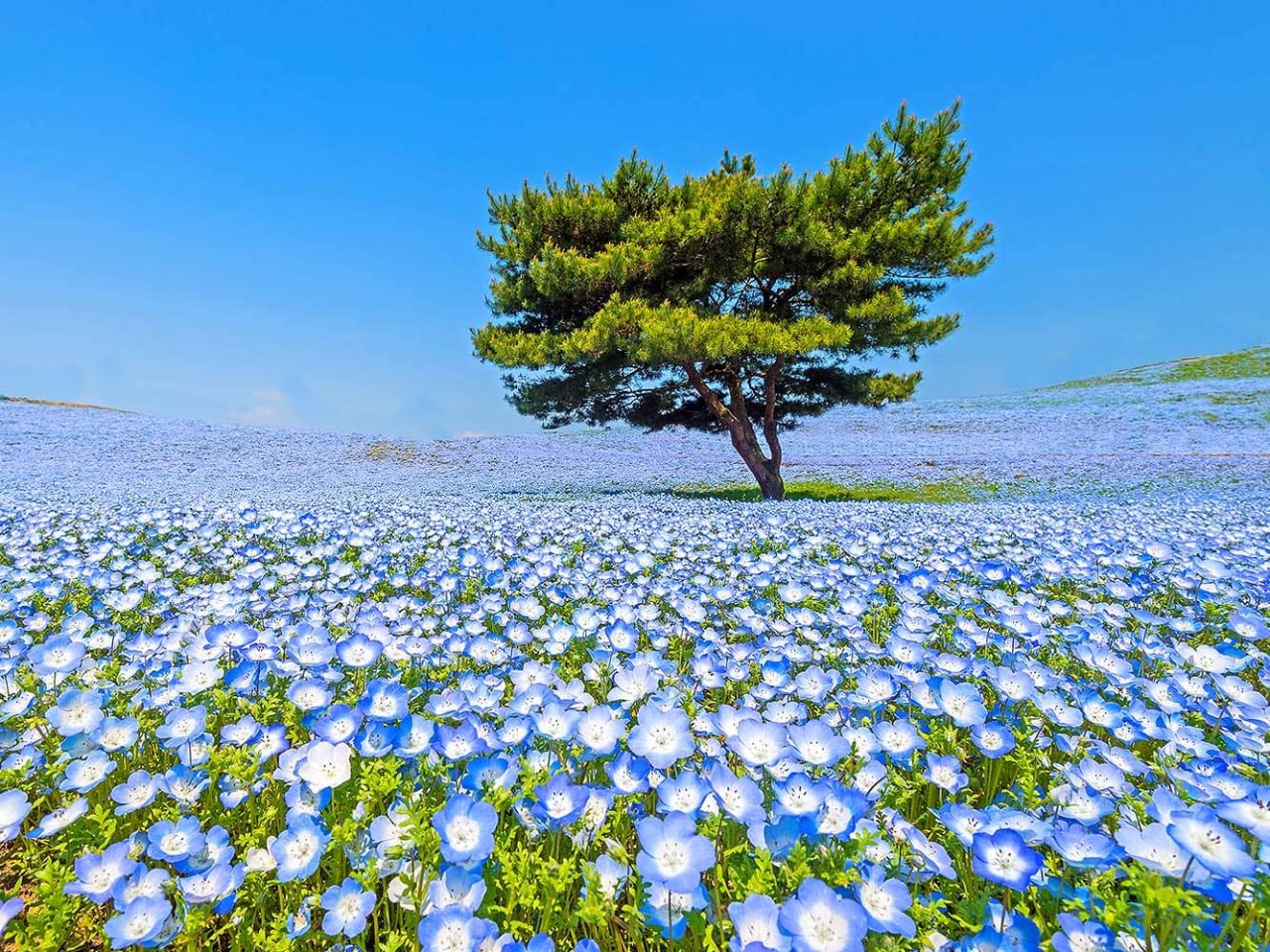 Hitachinaka, Japan