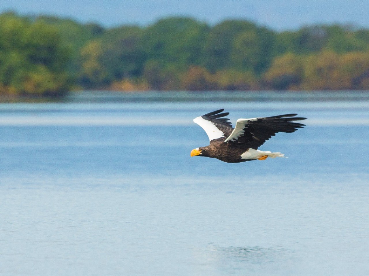 A Steller's sea eagle flies above the Zhupanova River, an area visited on an all-inclusive, luxury expedition Seabourn cruise. 