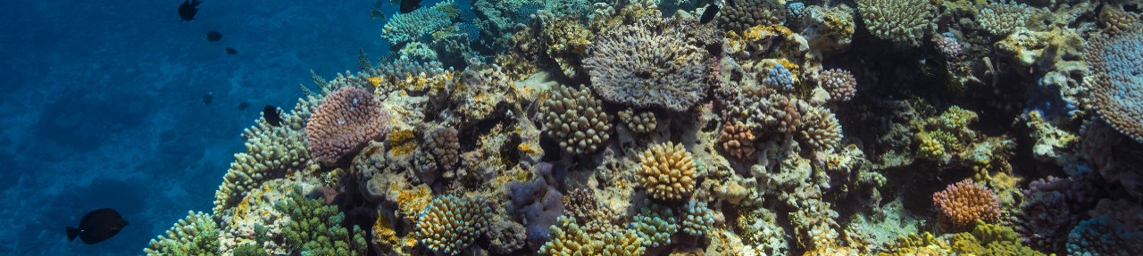 Underwater reef landscape, Tadine, New Caledonia