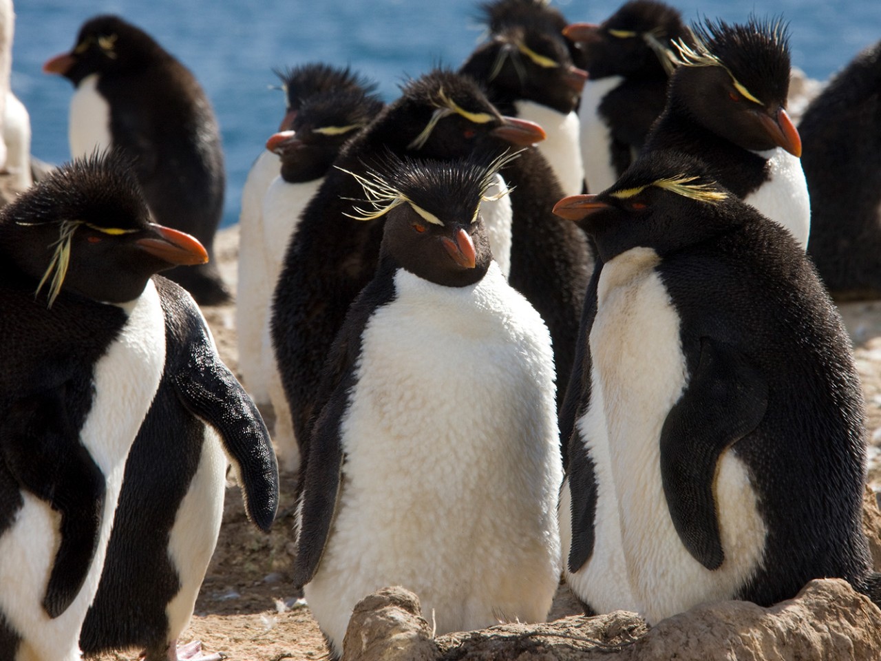 Pebble Island, Falkland Islands