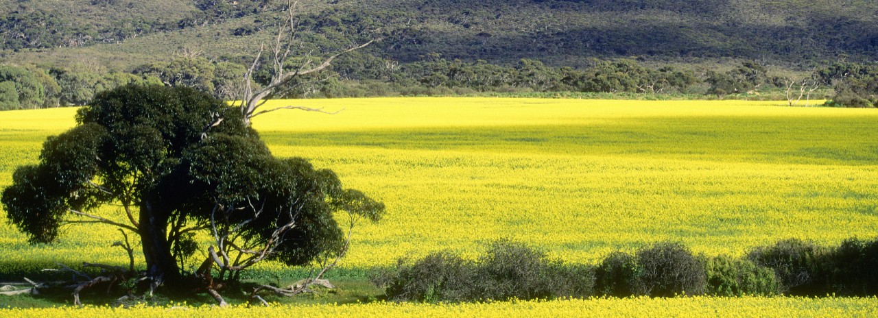 Australia, South Australia, Eyre Peninsula, Oceania, Canola plantations along the Flinders Highway, between Port Lincoln and Ceduna