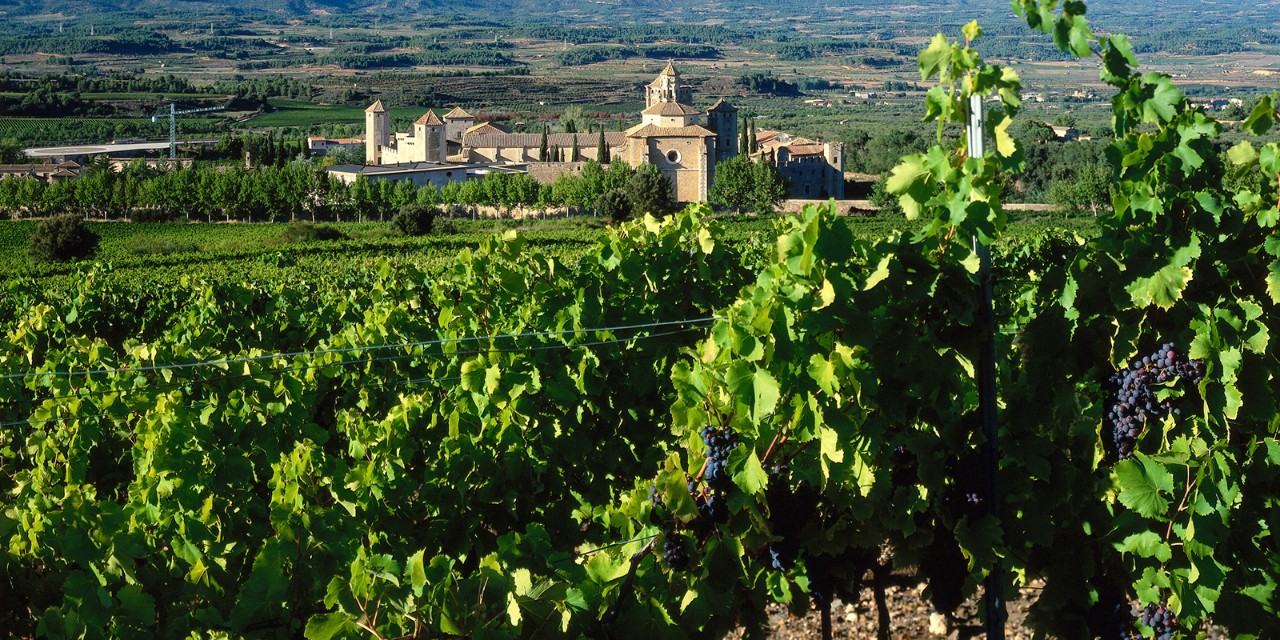 Vine in front of the Cistercian monastery Santa Maria de Poblet, Tarragona, Spain