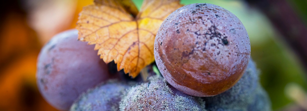 France, Nouvelle-Aquitaine, Sauternes, Gironde, Bordeaux region, Semillon grape with Botrytis cinerea mold