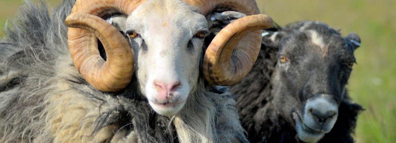 Sweden, Gotland, Scandinavia, Faro, Gotland's sheep in Faro